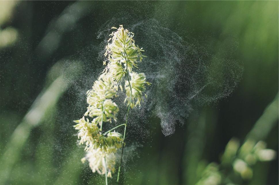 Free Image of A close up of a plant 