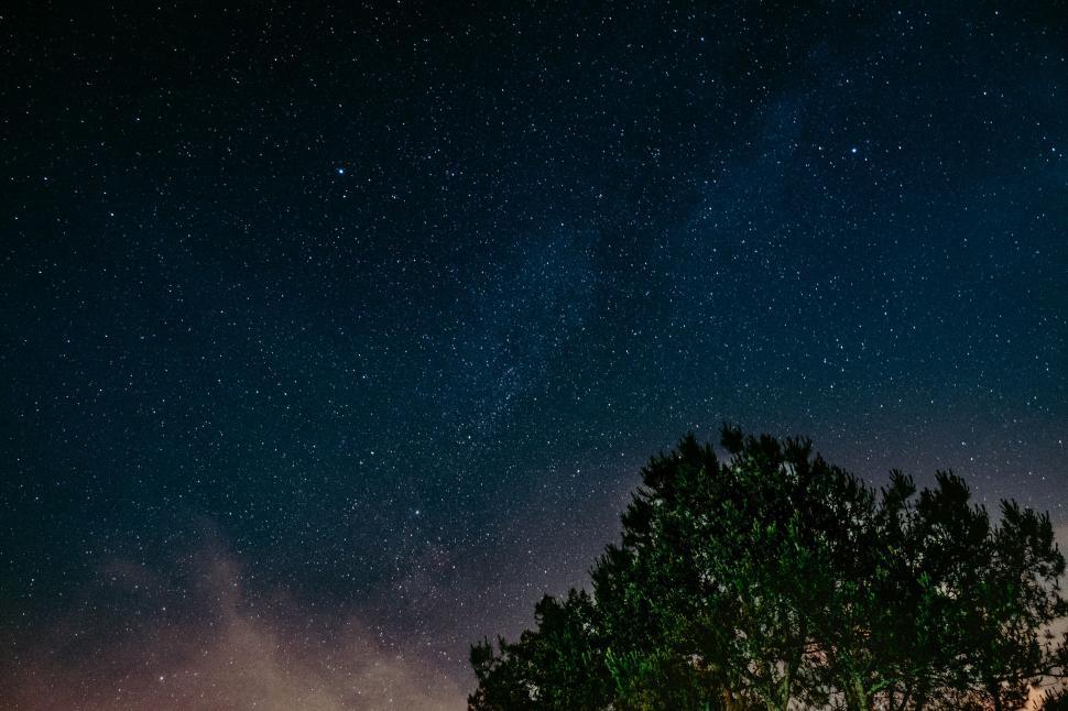 Free Image of Lone Tree Silhouetted Against Night Sky 