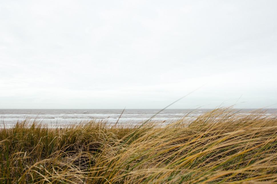 Free Image of A grass by the water 