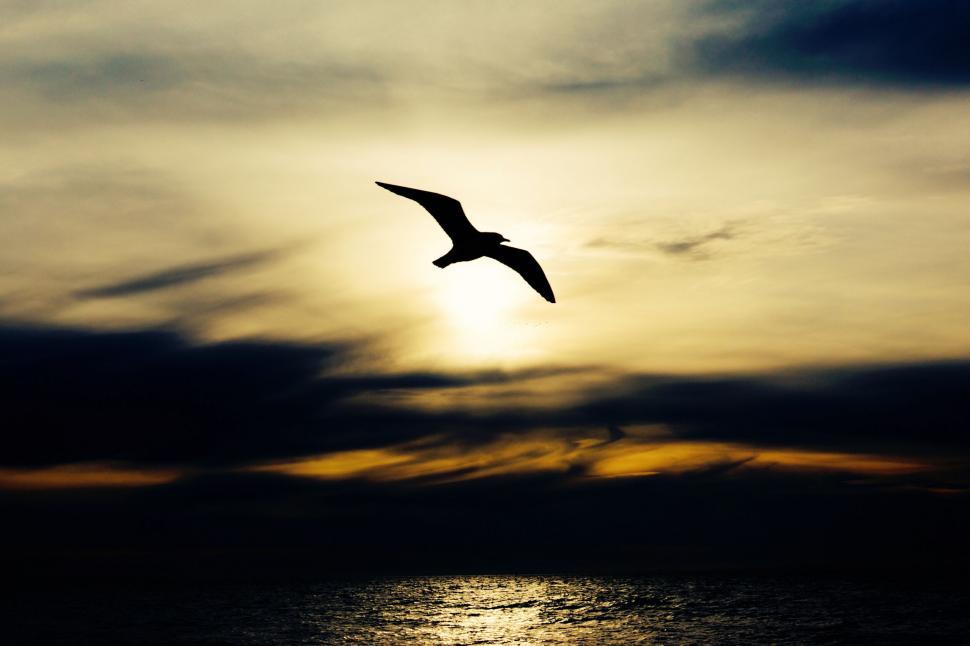 Free Image of A bird flying in the sky 