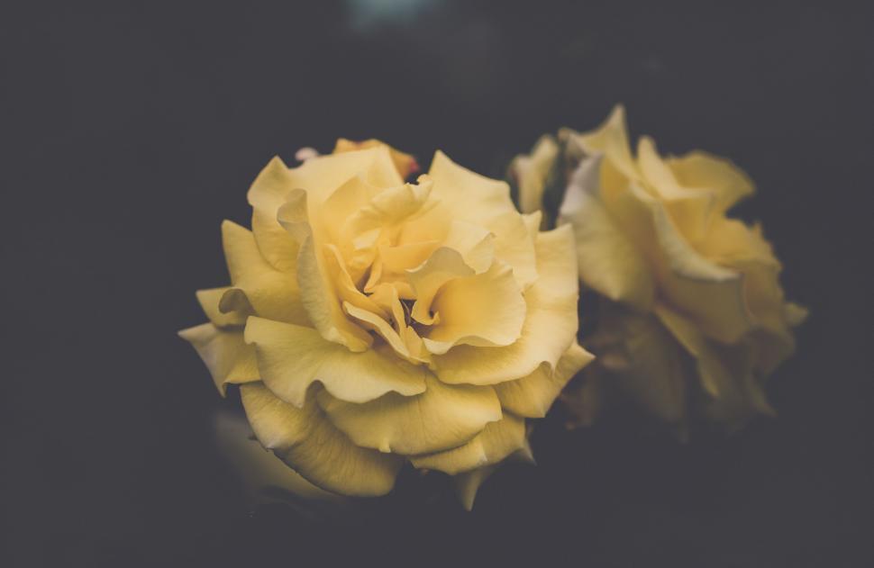 Free Image of A close up of a yellow rose 