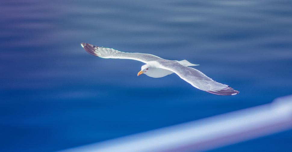 Free Image of A bird flying over water 