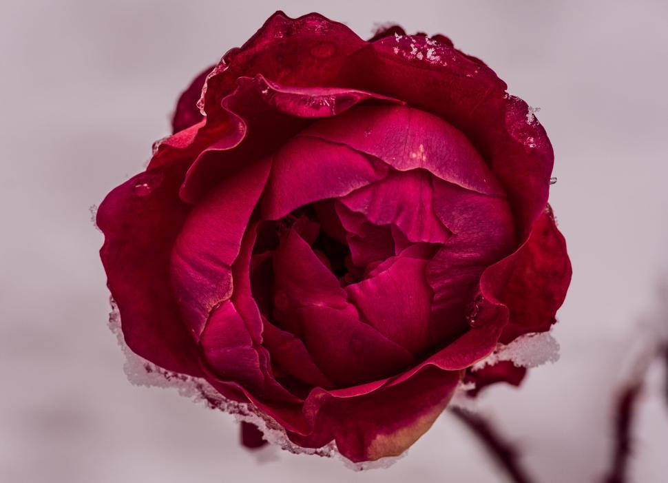 Free Image of A close up of a flower 