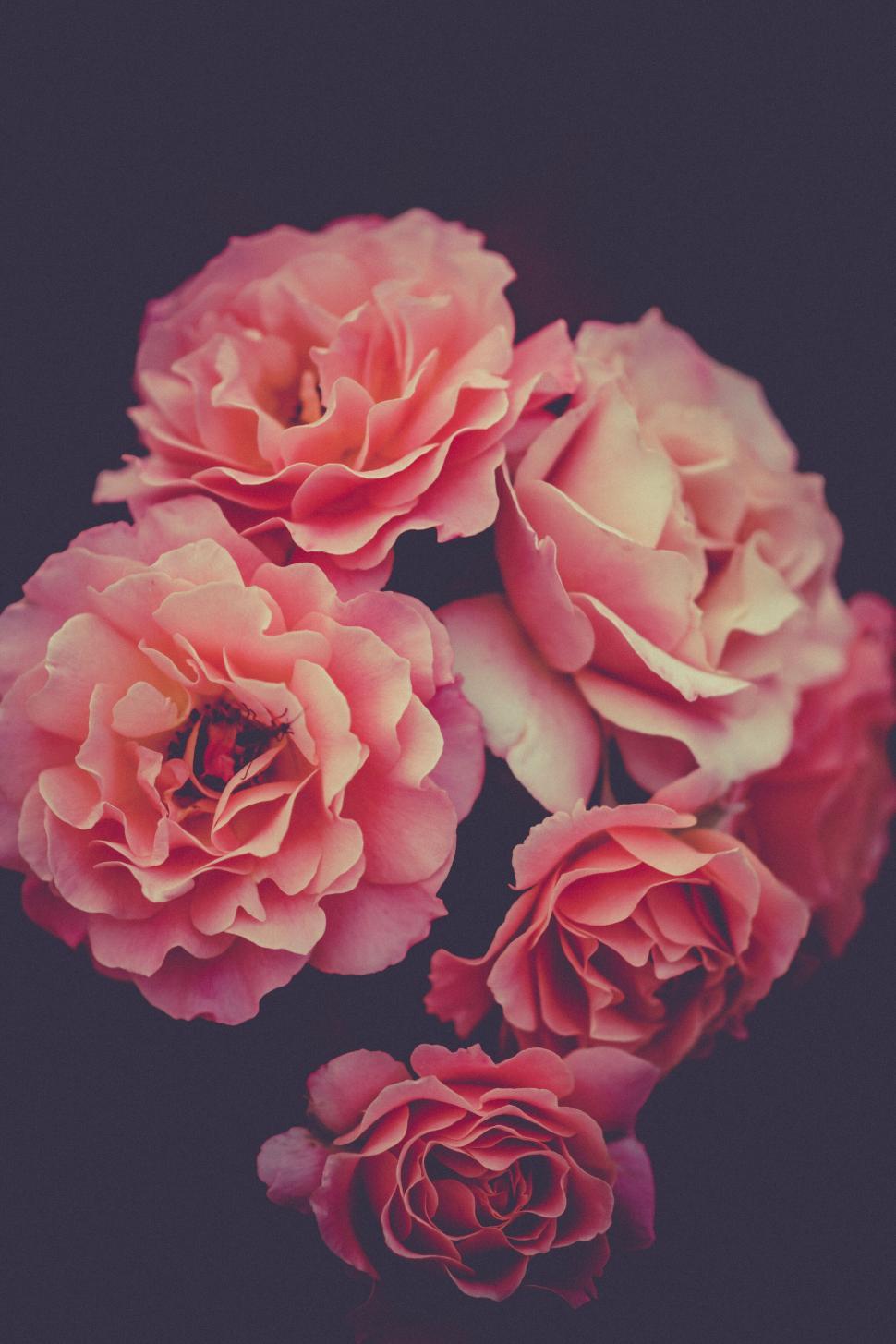 Free Image of A group of pink flowers 