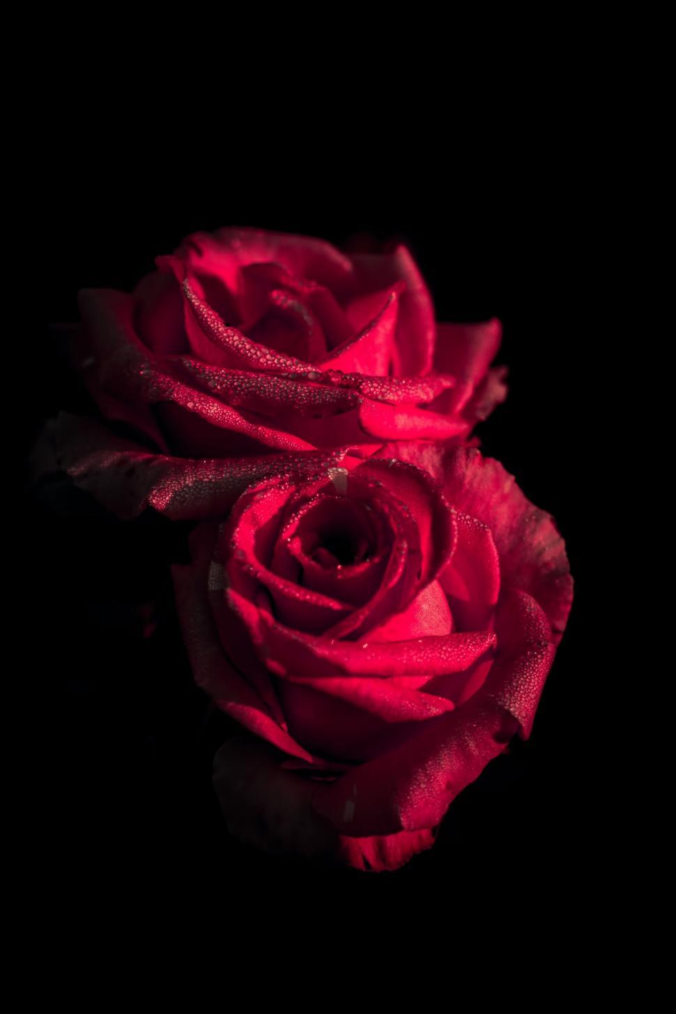 Free Image of A close up of a rose 