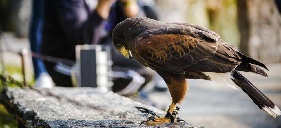 Free Image of A bird standing on a rock 