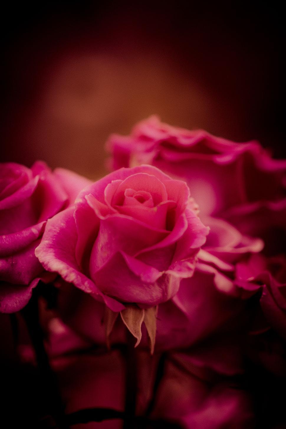 Free Image of A close up of a pink rose 