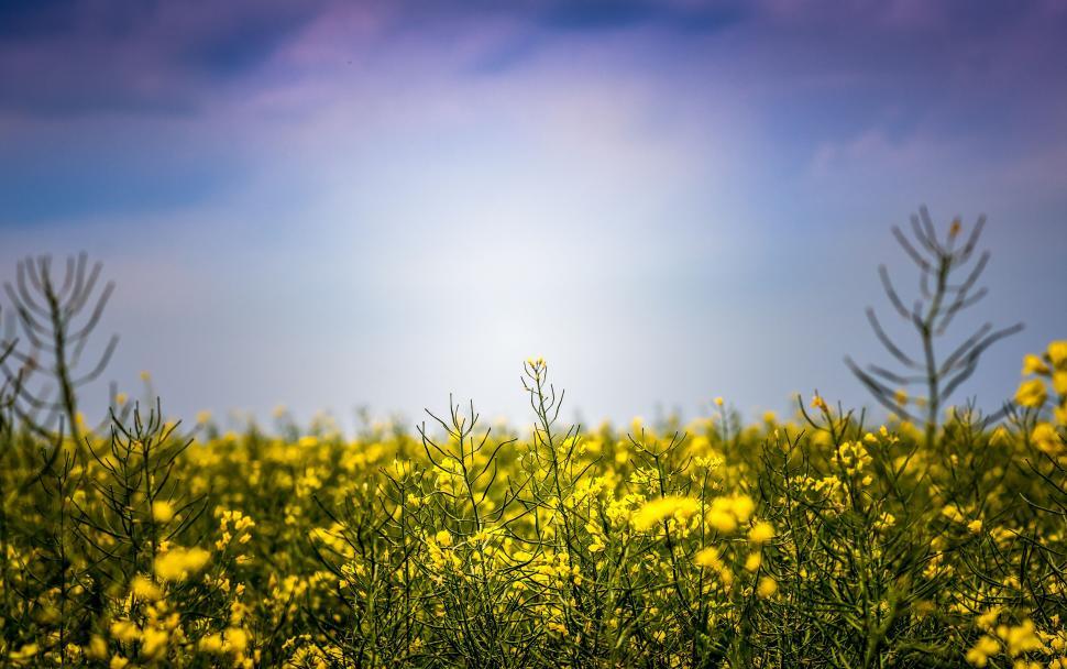 Free Image of A field of yellow flowers 