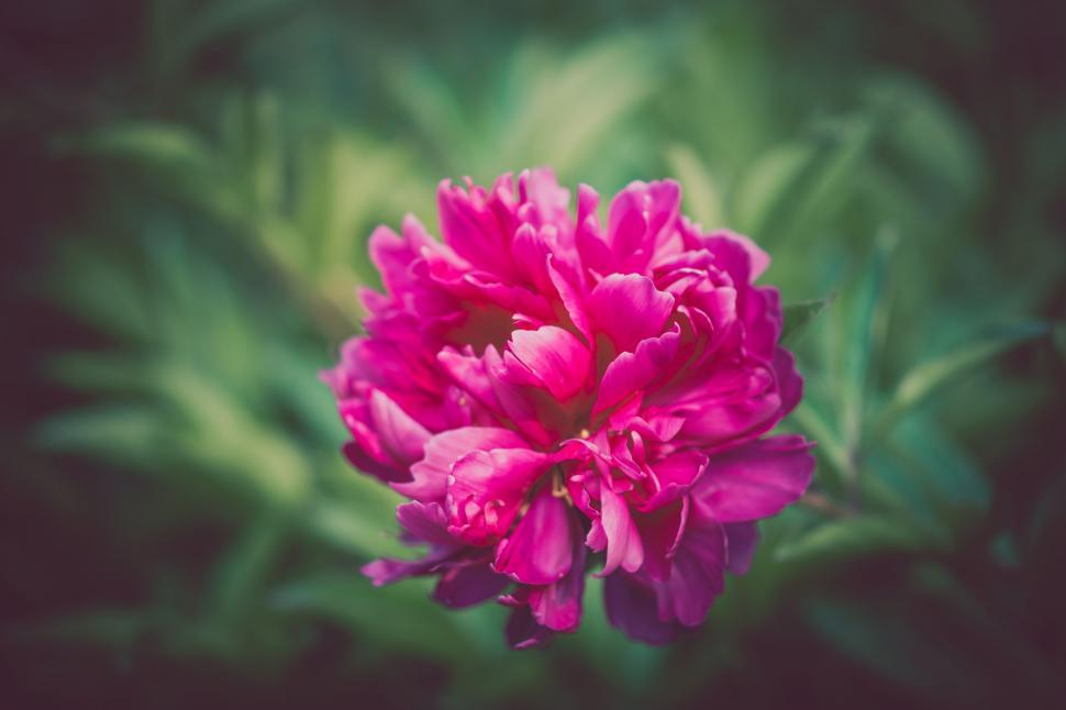 Free Image of A close up of a flower 