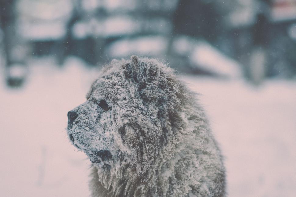 Free Image of A dog in the snow 