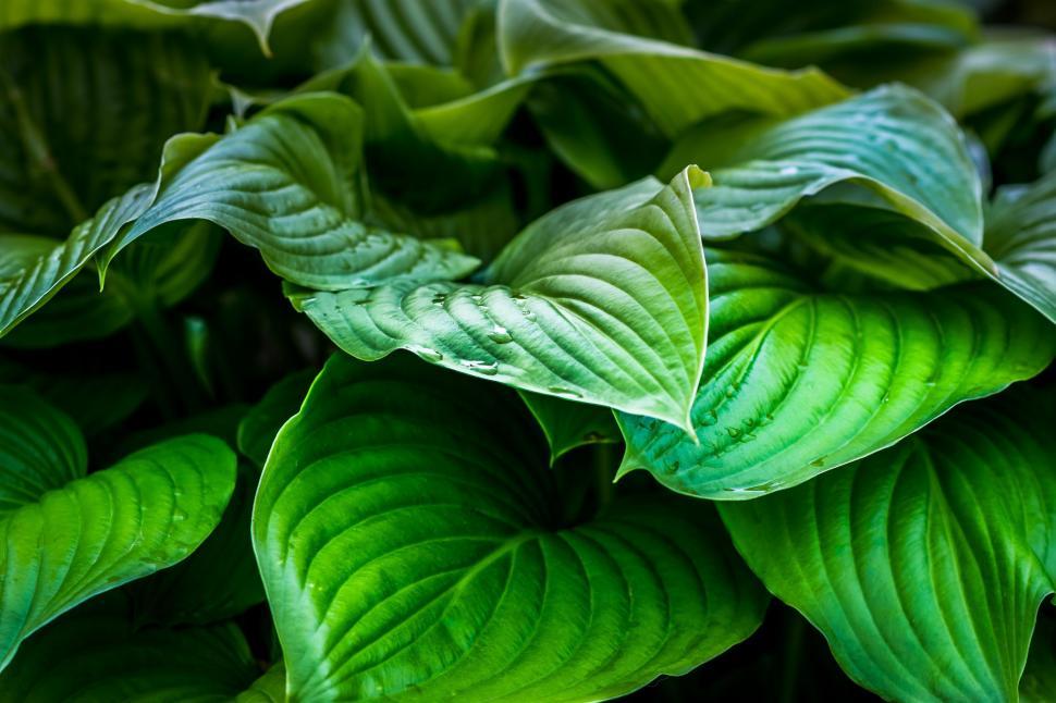 Free Image of A close up of a plant 