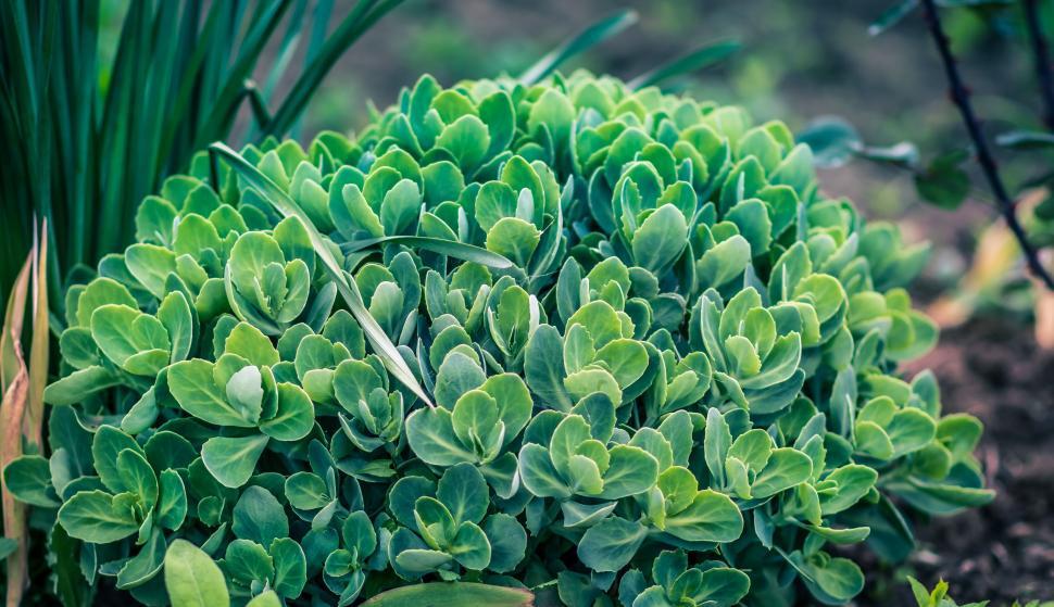 Free Image of A close up of a plant 