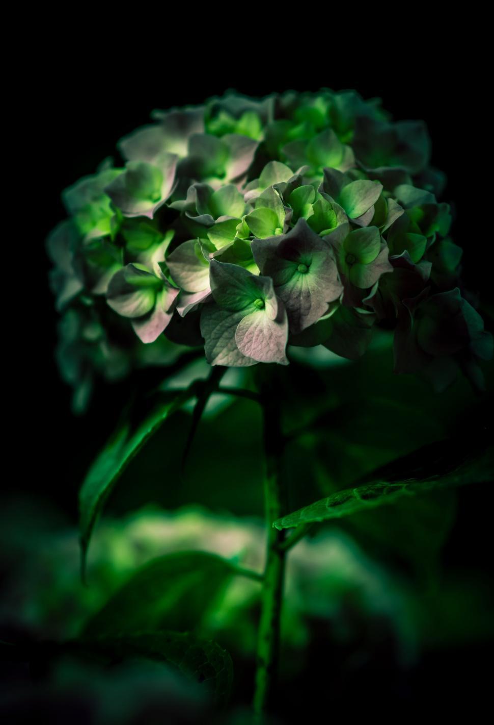 Free Image of A close up of a flower 