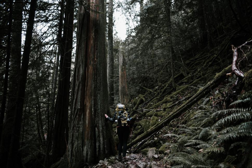 Free Image of A person walking in the woods 