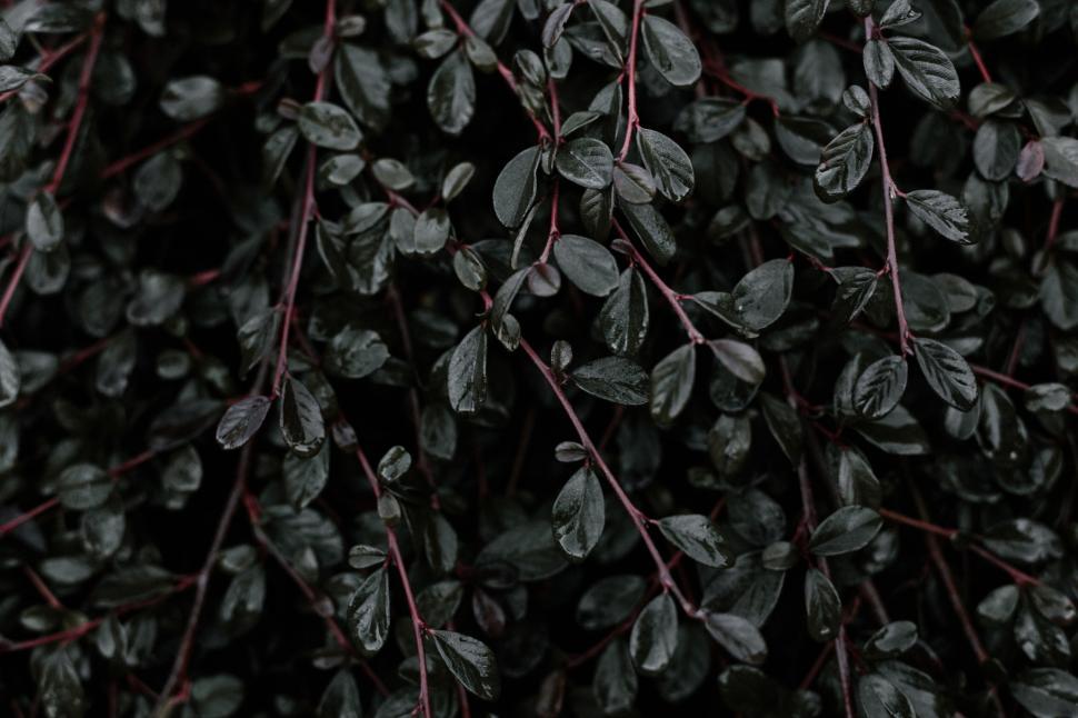 Free Image of A close up of leaves 