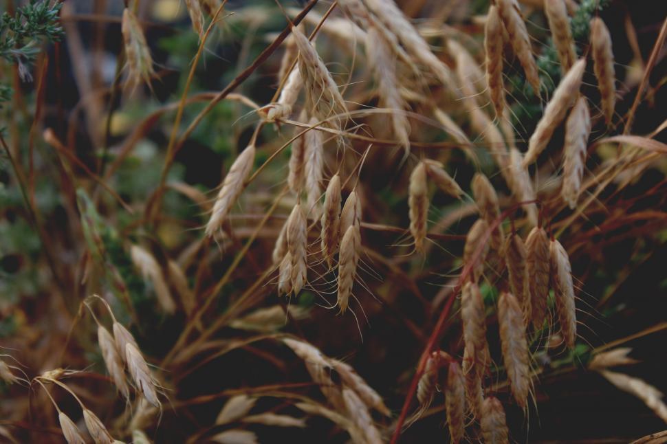 Free Image of A close up of wheat 
