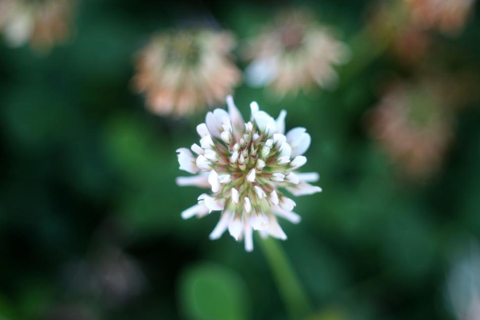 Free Image of A close up of a flower 