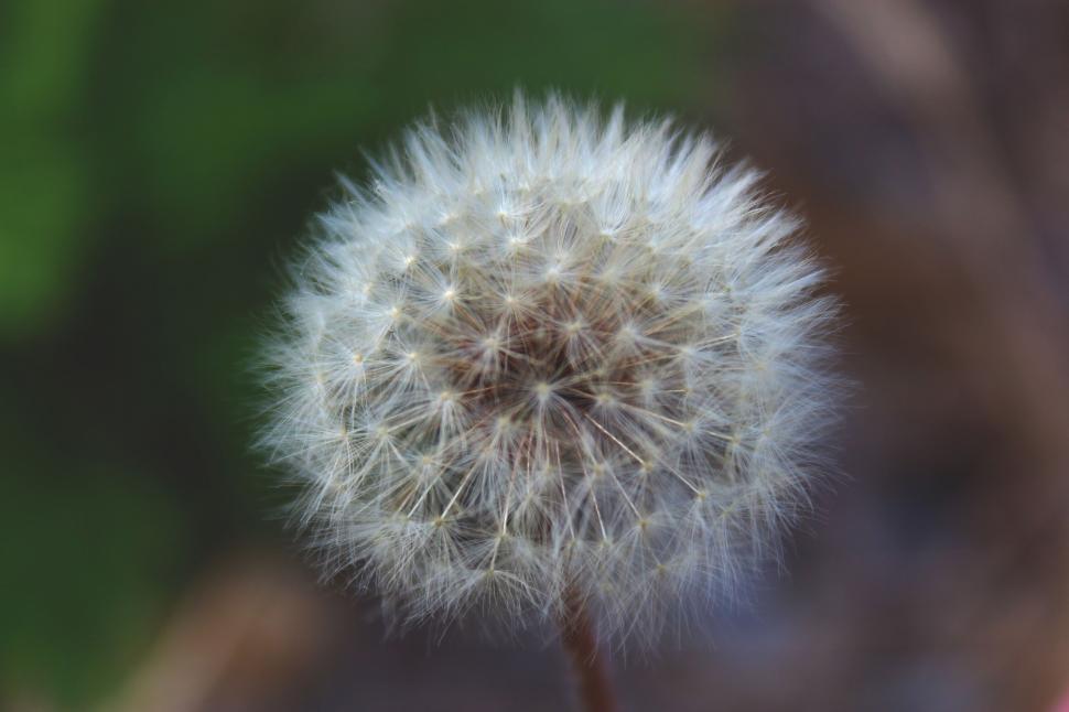 Free Image of A close up of a dandelion 