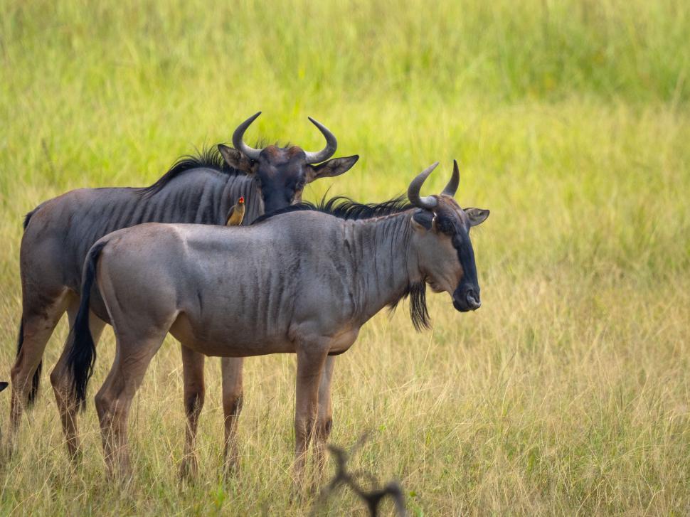 Free Image of A two animals in a field 