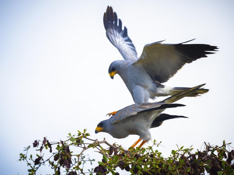 Free Image of Two birds on a branch 