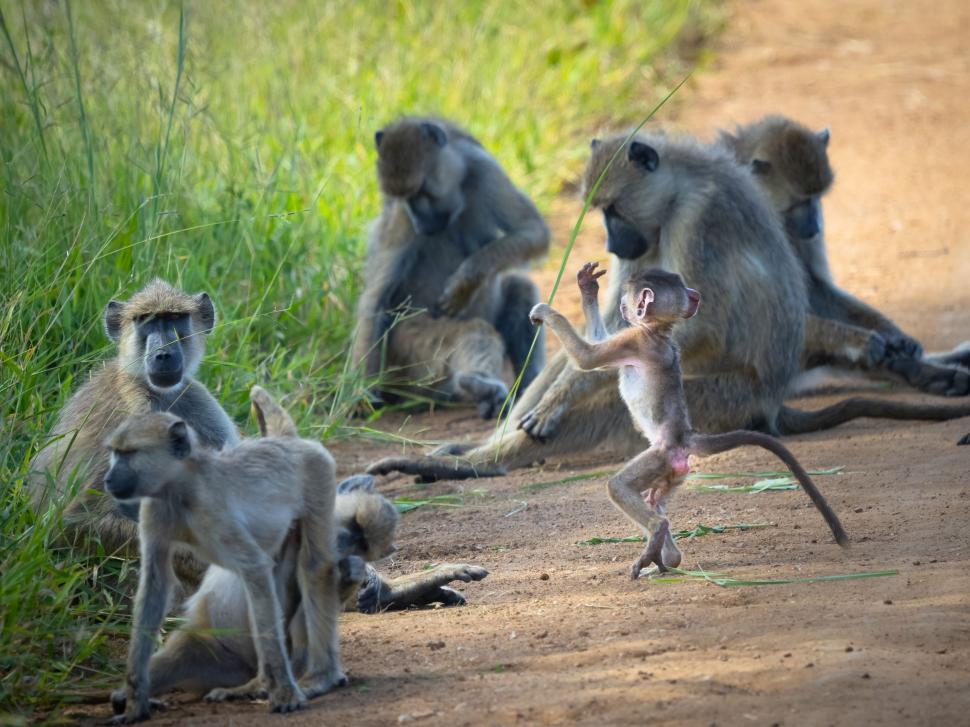 Free Image of A group of monkeys on a dirt road 