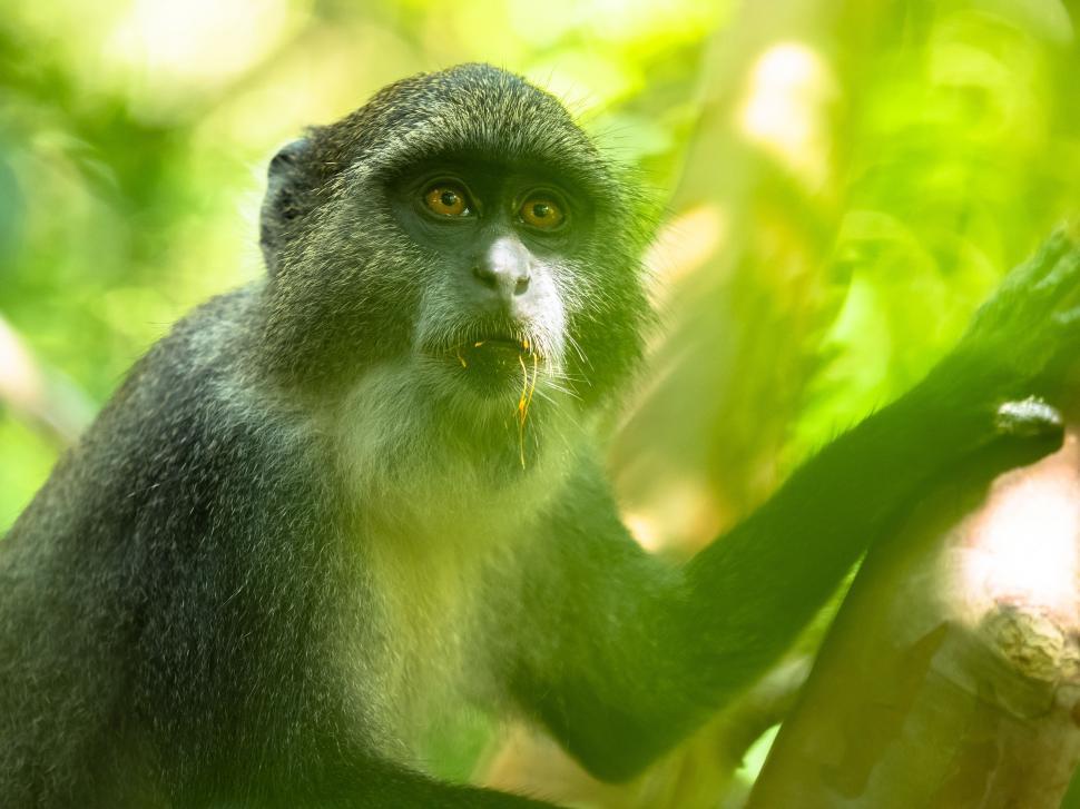 Free Image of A monkey in a tree 