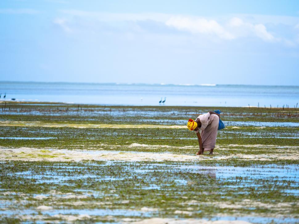 Free Image of A woman in a field of water 