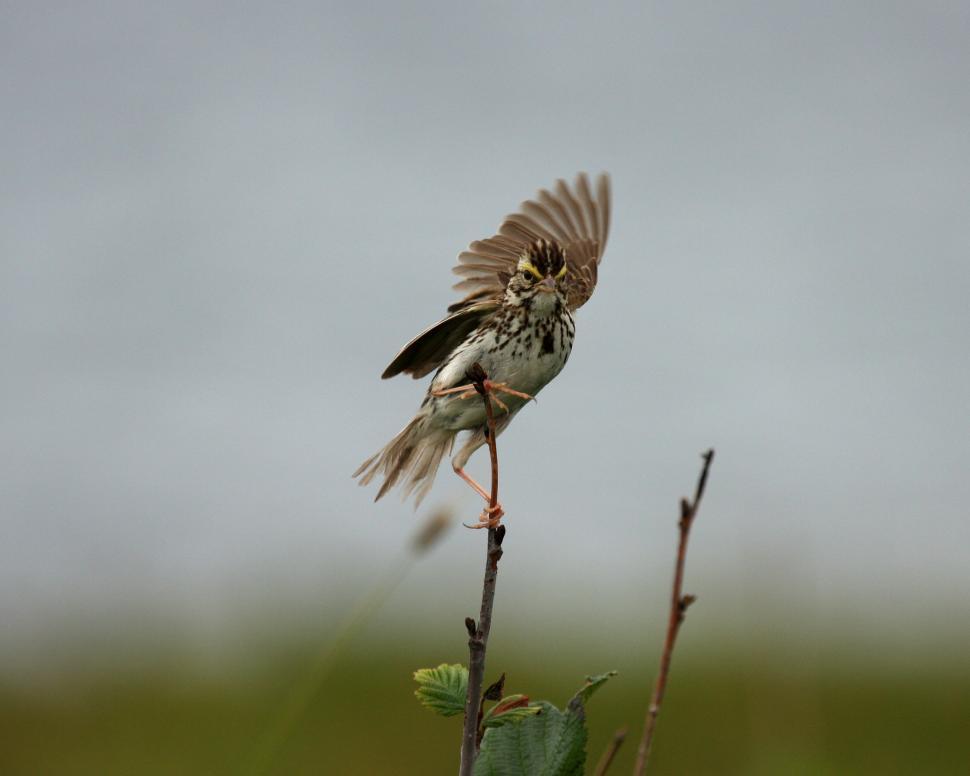 Free Image of Sparrow 