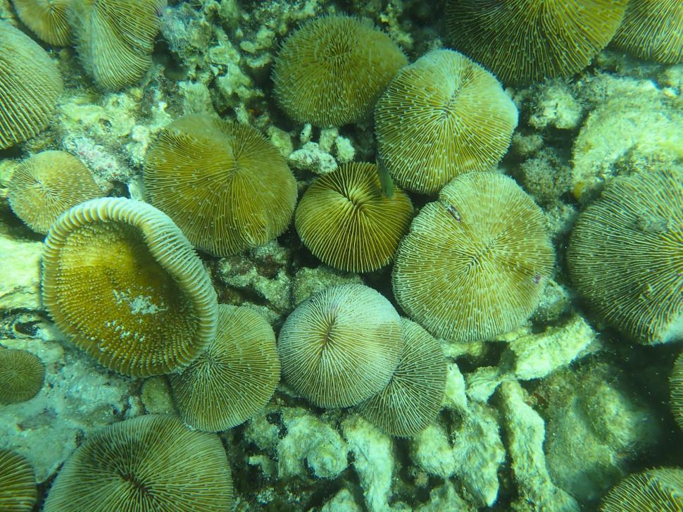 Free Image of A group of sea urchins under water 