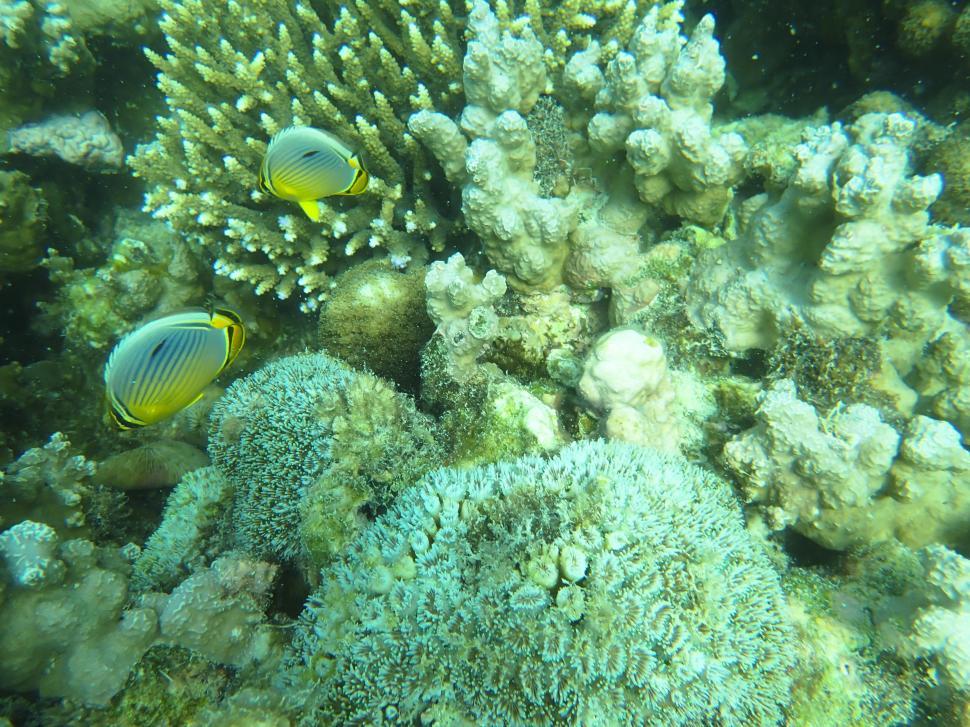 Free Image of Fish swimming in the water 