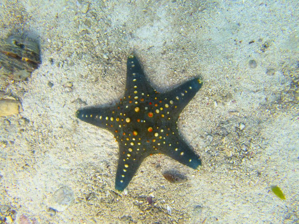 Free Image of A starfish on the sand 