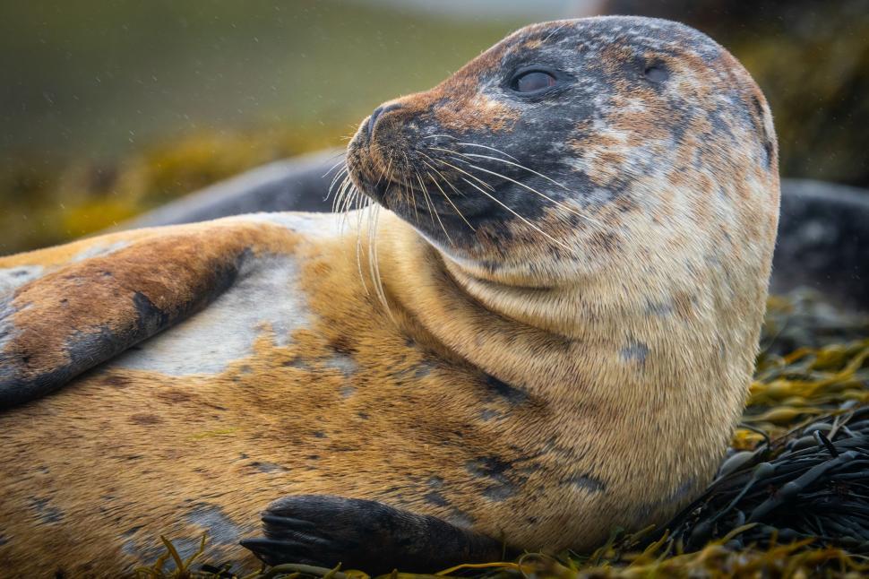 Free Image of A seal lying on the ground 