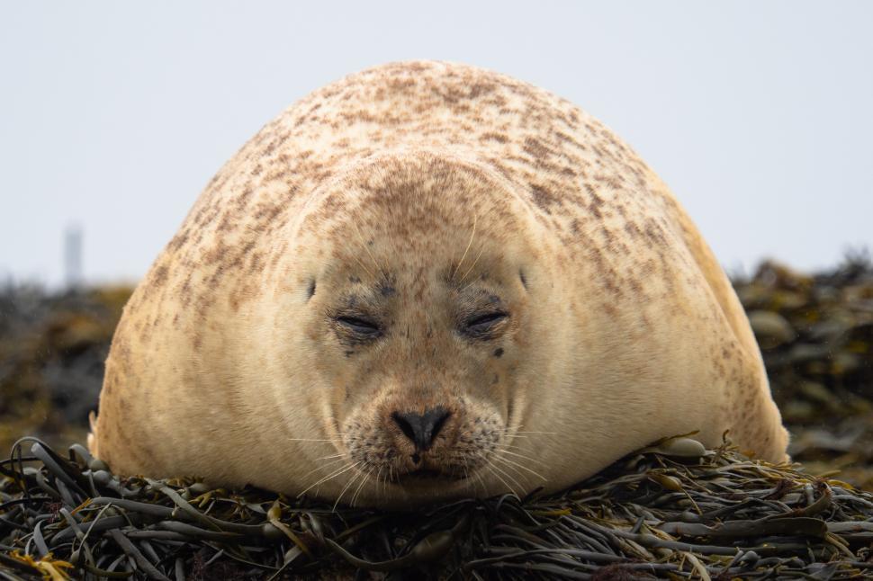 Free Image of A seal lying on the ground 