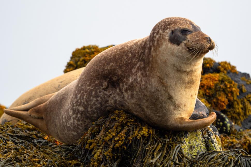 Free Image of A seal lying on a rock 