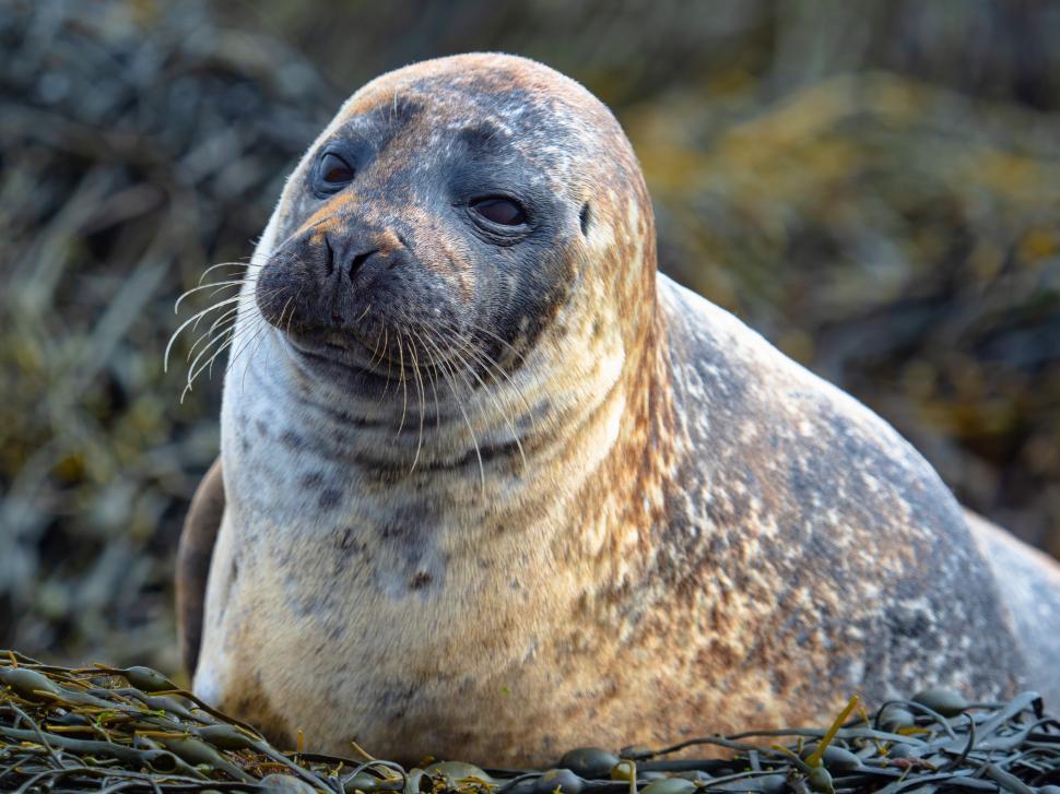 Free Image of A seal lying on the ground 