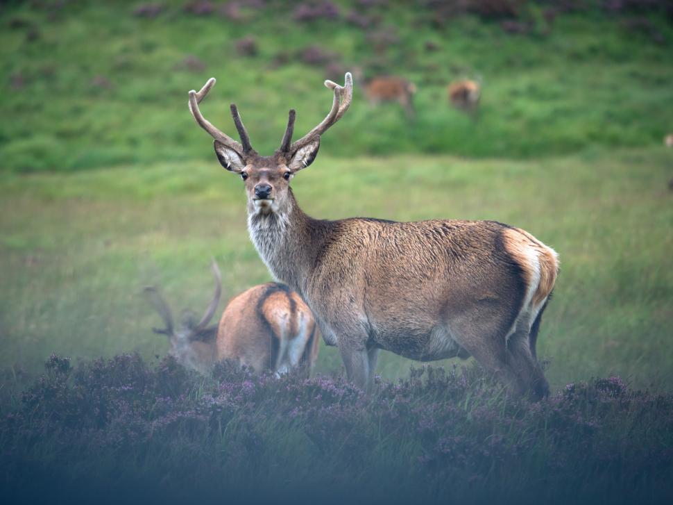 Free Image of A group of deer in a field 