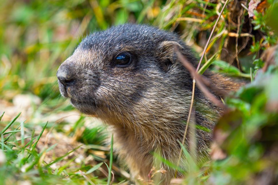 Free Image of A small animal in the grass 