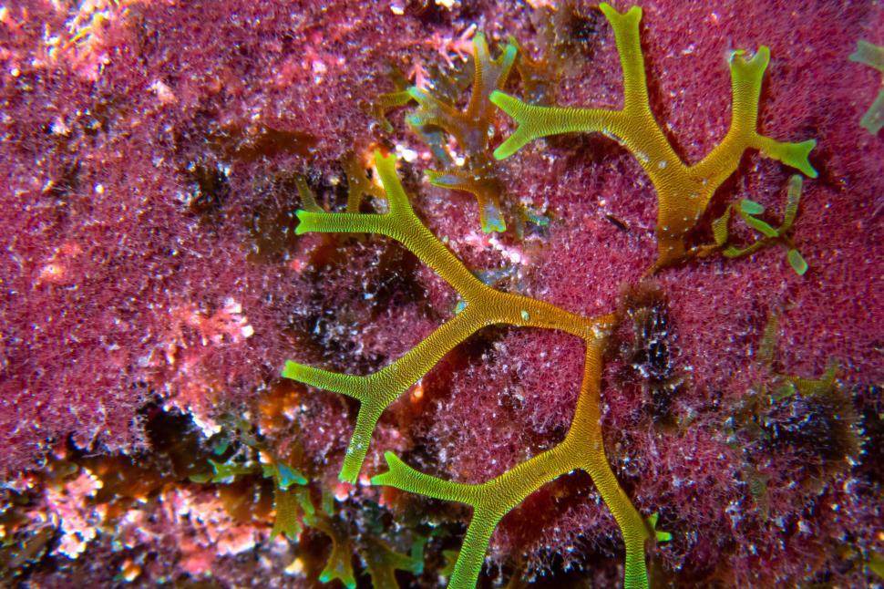 Free Image of A close up of a coral 