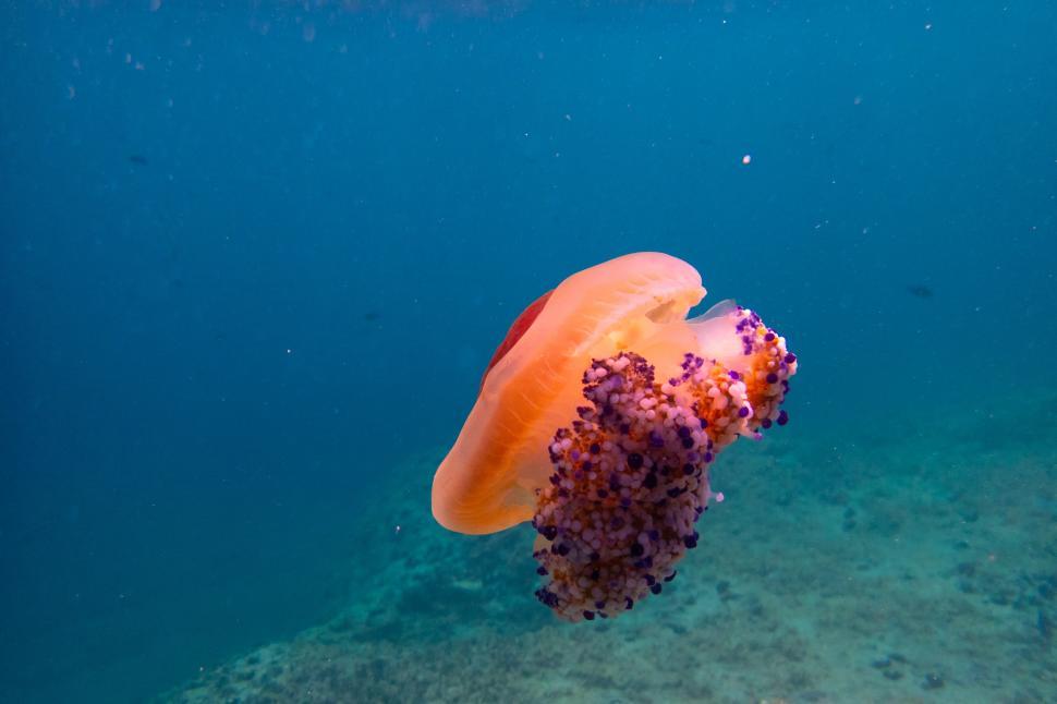 Free Image of A jellyfish in the water 