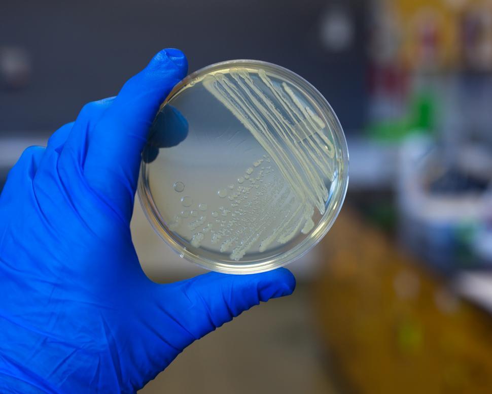 Free Image of Bacteria 