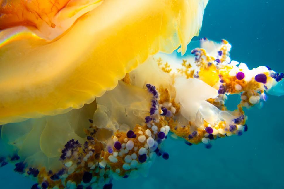 Free Image of A jellyfish in the water 