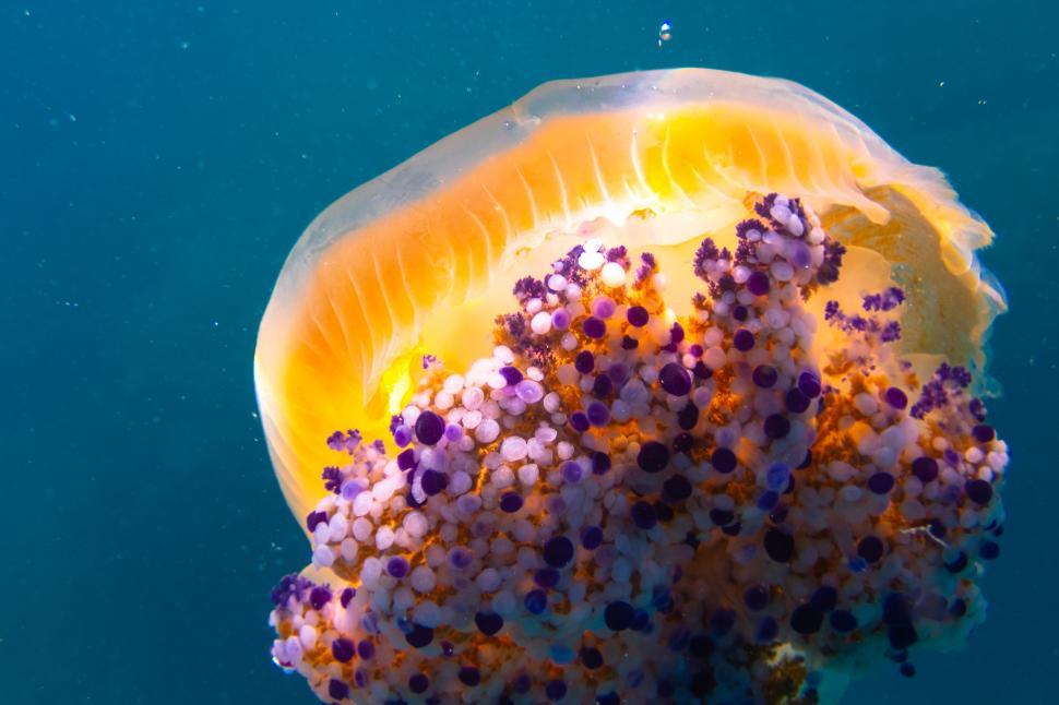 Free Image of A jellyfish in the water 