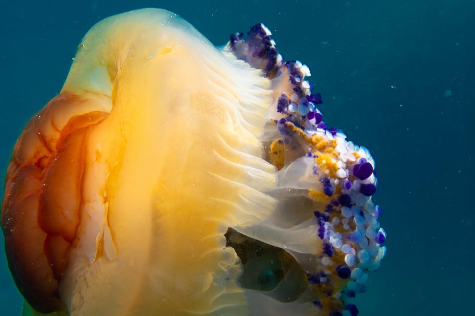 Free Image of A jellyfish in the water 