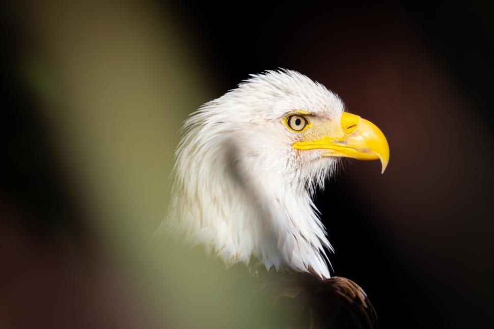 Free Image of A close up of a bird 