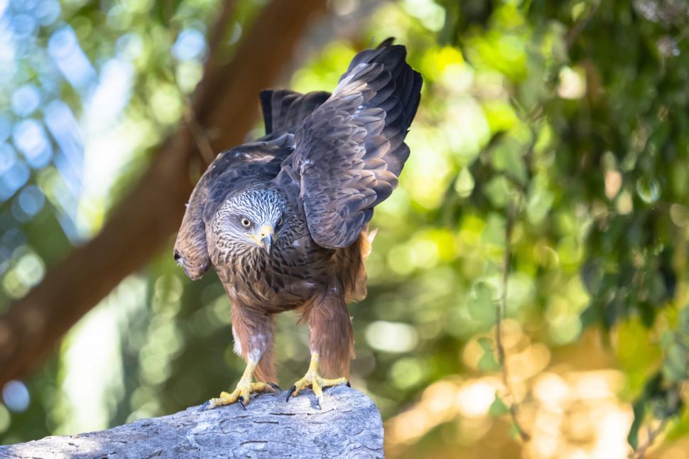 Free Image of A bird standing on a rock 