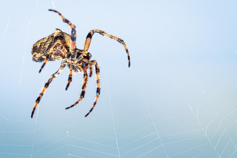 Free Image of A spider on a web 