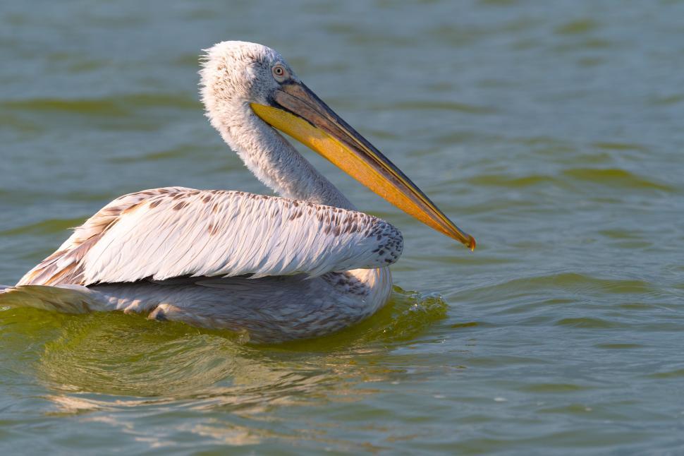 Free Image of A bird swimming in water 