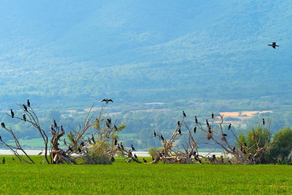 Free Image of A group of birds sitting on branches in a grassy field 