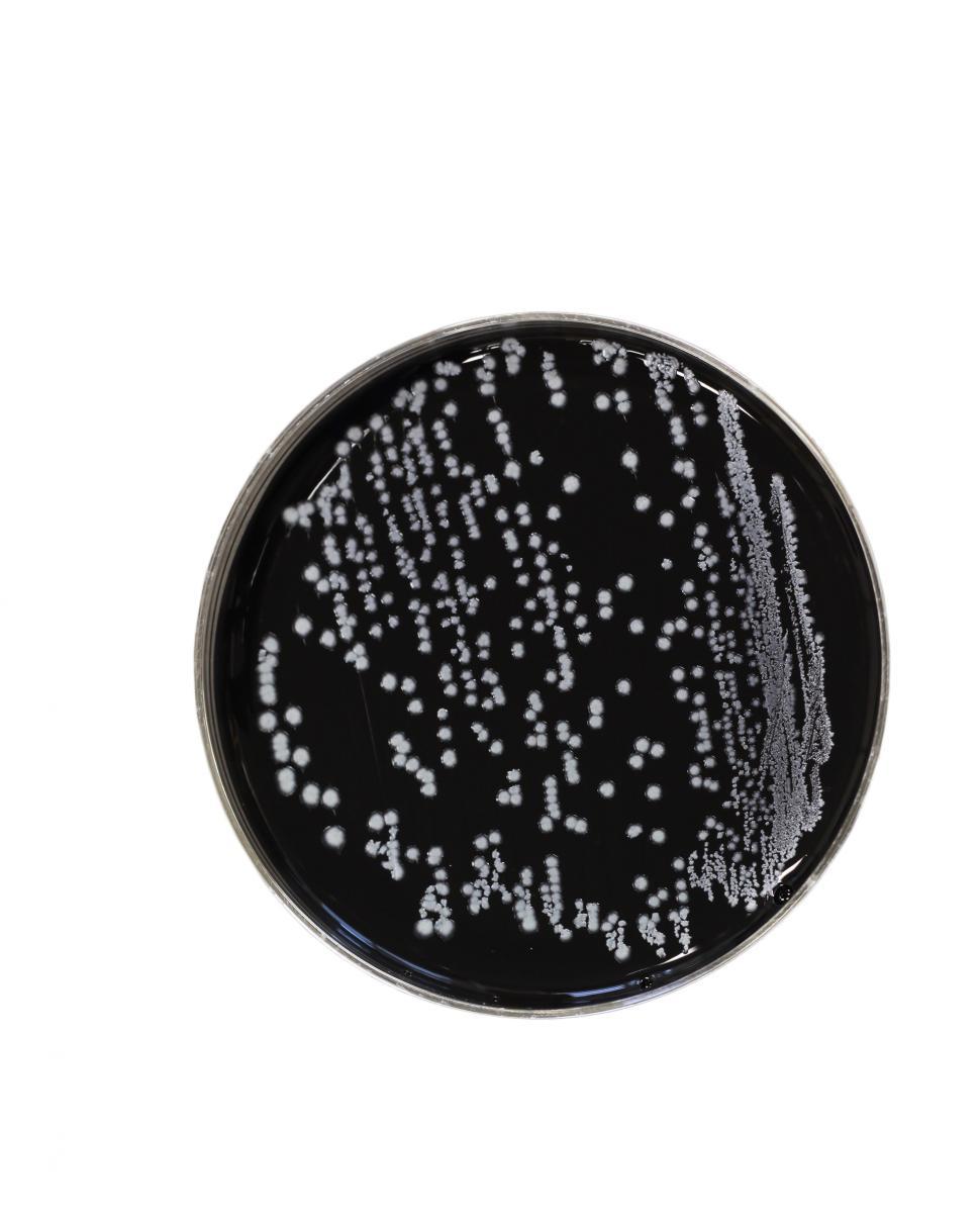 Free Image of Campylobacteria bacteria 