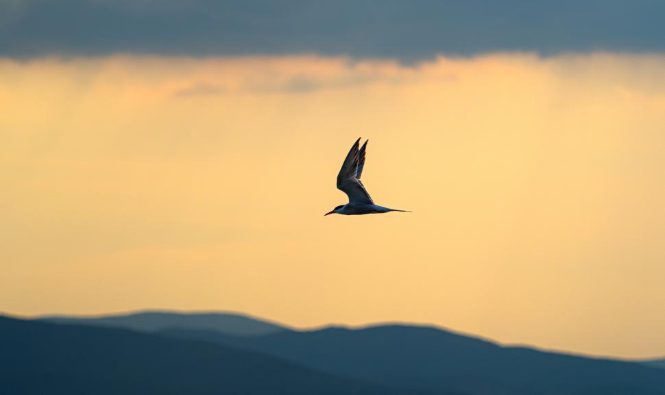 Free Image of A bird flying in the sky 
